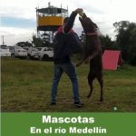 Mascotas felices a orillas del rio Medellin, en libertad y seguridad