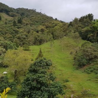 Una postal; Tonalidades del verde natural
